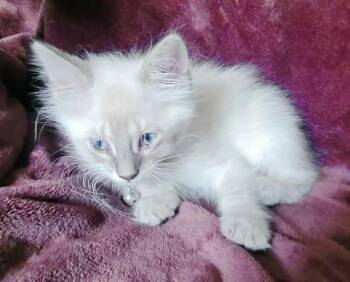Siamese Cats Available for Adoption in New Braunfels, Texas - Biscuit | PetCurious