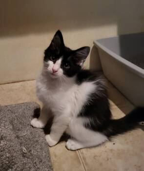 Rescue Domestic Medium Hair Cats for Adoption in Lodi, California - Bruce | PetCurious