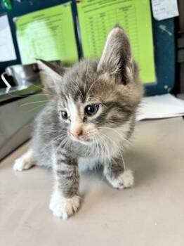 Ciabatta -  Domestic Short Hair Cat for Adoption in Salt Lake City, Utah - Ciabatta | PetCurious
