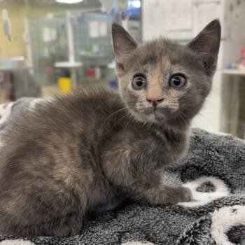 Seal -  Domestic Short Hair Cat for Adoption in West Palm Beach, Florida - Seal | PetCurious