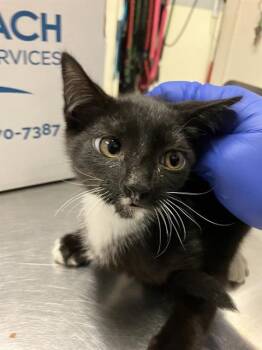 LOA -  Domestic Short Hair Cat for Adoption in Long Beach, California - LOA | PetCurious