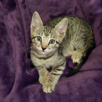 Toby -  Tabby Cat for Adoption in Melbourne, Florida - Toby | PetCurious