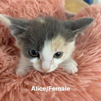 Domestic Short Hair Cats Available for Adoption in Long Beach, California - Alice | PetCurious