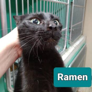 Sweet Pea (FKA-Ramen) -  Domestic Short Hair Cat for Adoption in Marble, North Carolina - Sweet Pea (FKA-Ramen) | PetCurious