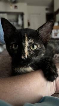 Astrid -  Domestic Short Hair Cat for Adoption in Nashville, Tennessee - Astrid | PetCurious