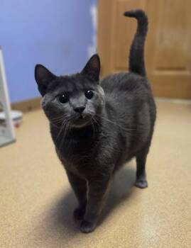 Earl Grey -  Domestic Short Hair Cat for Adoption in Brookings, South Dakota - Earl Grey | PetCurious