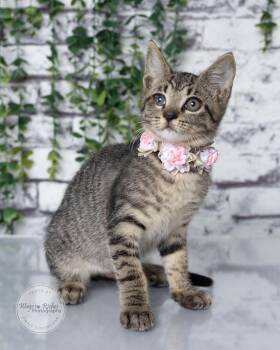 Krissy - 6 weeks old -  Domestic Short Hair and Tabby Cat for Adoption in Tuscaloosa, Alabama - Krissy - 6 Weeks Old | PetCurious
