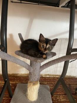 Qayla -  Domestic Short Hair Cat for Adoption in Trenton, New Jersey - Qayla | PetCurious