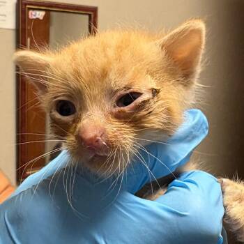 Domestic Short Hair Cats Available for Adoption in Yuma, Arizona - HSOY-Stray-127160_2 | PetCurious