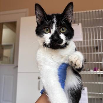Pea -  Domestic Short Hair Cat for Adoption in Kanab, Utah - Pea | PetCurious