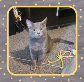 Rescue Domestic Short Hair Cats for Adoption in Dubois, Pennsylvania - Judd | PetCurious