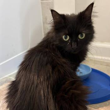 Domestic Long Hair Cats Available for Adoption in Winchester, Virginia - Calypso | PetCurious
