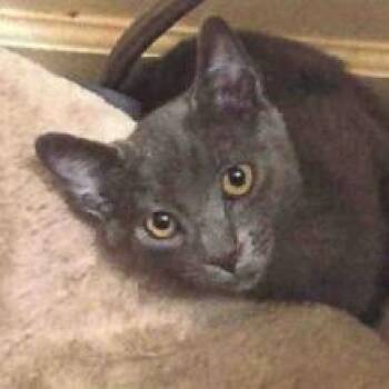 Dutchess -  Domestic Short Hair Cat for Adoption in Lakewood, Colorado - Dutchess | PetCurious