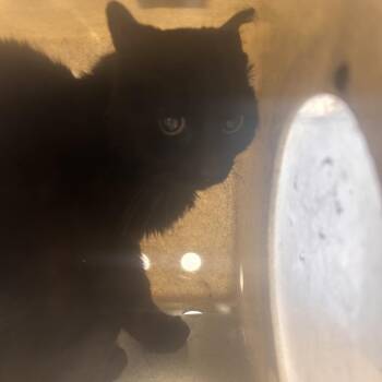 Domestic Short Hair Cats Available for Adoption - Benji | PetCurious