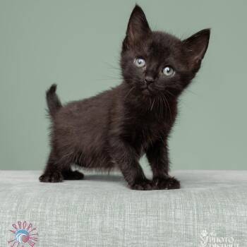 Leo -  Domestic Short Hair Cat for Adoption in Beulaville, North Carolina - Leo | PetCurious