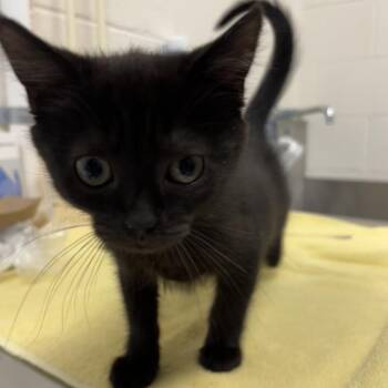 Kielbasa -  Domestic Short Hair Cat for Adoption - Kielbasa | PetCurious