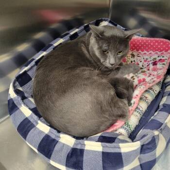 WAGS-Stray-22155 -  Domestic Short Hair Cat for Adoption in Westminster, California - WAGS-Stray-22155 | PetCurious