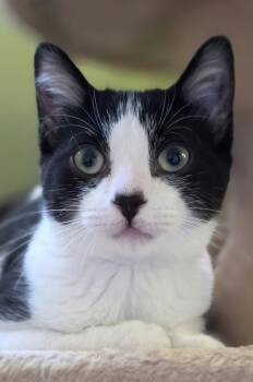 Patches -  Domestic Short Hair Cat for Adoption in Montreal, Quebec - Patches | PetCurious