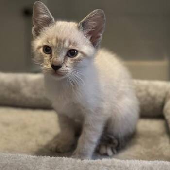 Joker -  Siamese Cat for Adoption in NEW PT RICHEY, Florida - Joker | PetCurious