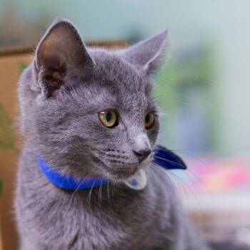 Aquila -  Domestic Short Hair Cat for Adoption in Hot Springs, Arkansas - Aquila | PetCurious