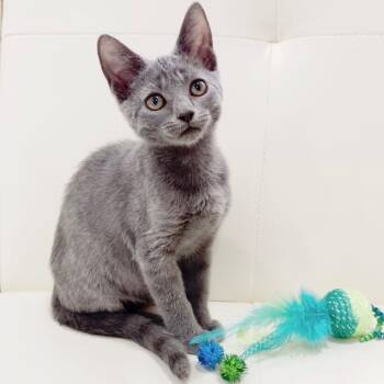 Zara -  Russian Blue and Domestic Short Hair Cat Available for Adoption in Miami, Florida - Zara | PetCurious