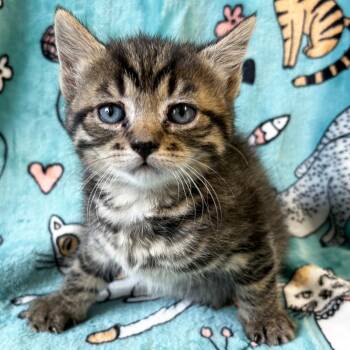 Domestic Short Hair Cats Available for Adoption in Mt. Juliet, Tennessee - Cheery | PetCurious