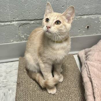 Hypno -  Domestic Short Hair Cat for Adoption in Bardstown, Kentucky - Hypno | PetCurious
