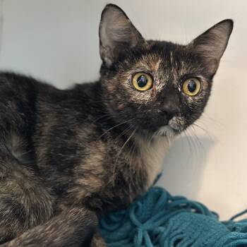 Cornucopia -  Domestic Short Hair Cat for Adoption in Matteson, Illinois - Cornucopia | PetCurious