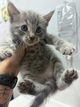 Domestic Short Hair Cats Available for Adoption in West Chester, Pennsylvania - Kosher | PetCurious