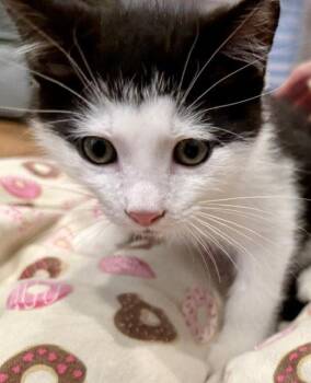 Horatio 3.12.26 -  Domestic Short Hair Cat Available for Adoption in Apopka, Florida - Horatio 3.12.26 | PetCurious