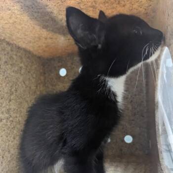 Bill the Bagel Man -  Domestic Short Hair Cat for Adoption in Philadelphia, Pennsylvania - Bill The Bagel Man | PetCurious