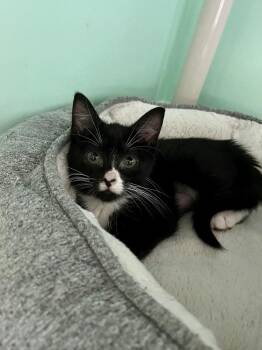Playdoh -  Domestic Short Hair Cat for Adoption in Emerald Isle, North Carolina - Playdoh | PetCurious