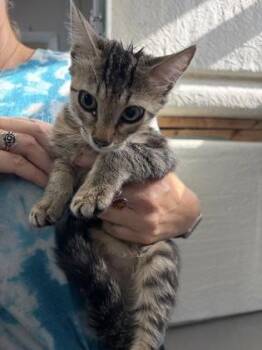 Torch -  Domestic Short Hair Cat for Adoption in Key West, Florida - Torch | PetCurious