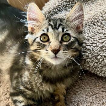 Rescue Domestic Medium Hair Cats for Adoption in Las Vegas, Nevada - Babu | PetCurious
