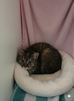 Domestic Short Hair Cats Available for Adoption - Jay Jay #3 | PetCurious