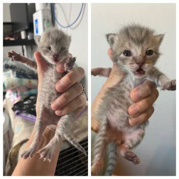 Rescue Domestic Short Hair Cats for Adoption in Midland, Texas - Crisp | PetCurious