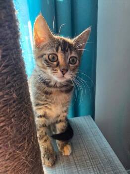 Sorrento -  Domestic Medium Hair Cat for Adoption - Sorrento | PetCurious