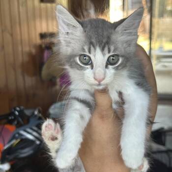 Watermelon -  Domestic Medium Hair Cat for Adoption in Long Beach, California - Watermelon | PetCurious