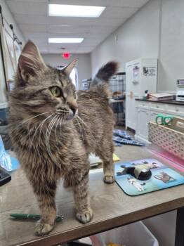 Mitzi -  Domestic Short Hair Cat Available for Adoption in Rome, Georgia - Mitzi | PetCurious