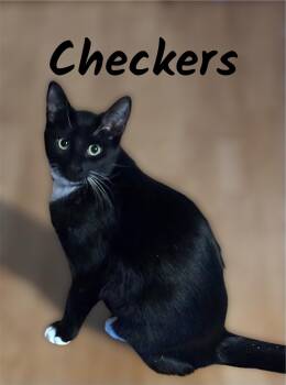 Checkers (Bonded with Chess) -  Domestic Short Hair Cat for Adoption in Auburn, California - Checkers (Bonded With Chess) | PetCurious