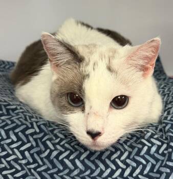 Victoria -  Domestic Short Hair Cat for Adoption in Youngtown, Arizona - Victoria | PetCurious