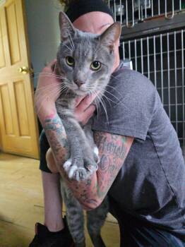 Rescue Domestic Short Hair Cats for Adoption in Pine Grove, Pennsylvania - Bigfoot | PetCurious