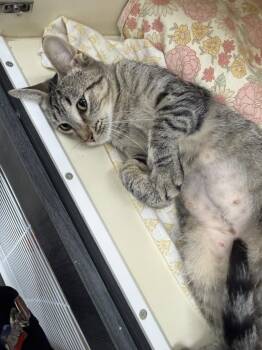 Marcie -  Domestic Short Hair Cat for Adoption in Greenwich Township, New Jersey - Marcie | PetCurious