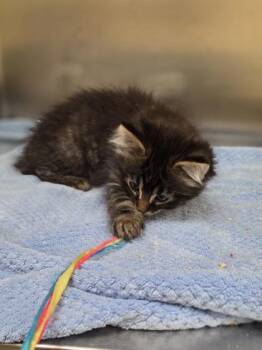 Breadsticks -  Domestic Short Hair Cat for Adoption in Westland, Michigan - Breadsticks | PetCurious