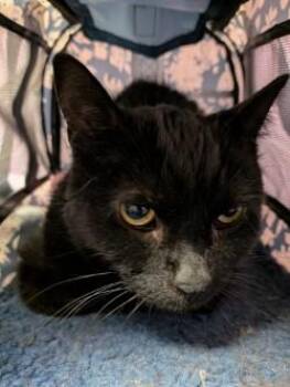 Boosie -  Domestic Short Hair Cat for Adoption in El Paso, Texas - Boosie | PetCurious