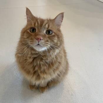 Domestic Long Hair Cats Available for Adoption in Warwick, Rhode Island - King | PetCurious