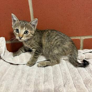 Marmalade -  Domestic Short Hair Cat for Adoption in Cabot, Arkansas - Marmalade | PetCurious