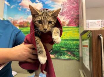 A553688 -  Domestic Short Hair Cat for Adoption in Moreno Valley, California - A553688 | PetCurious
