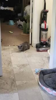 American Shorthair Cats Available for Adoption in Roanoke, Alabama - Punkin | PetCurious