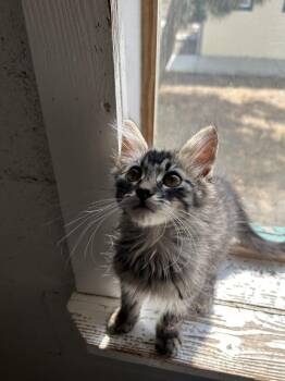Domestic Medium Hair Cats Available for Adoption in Ontario, California - George | PetCurious